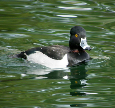 Ring-necked Duck 1_14_2012